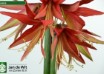 hippeastrum Sumatra (2)